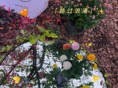-南山植物园