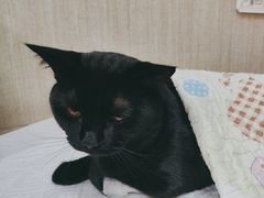 -北京观赏动物医院·24小时大型综合·猫专科·异宠专科