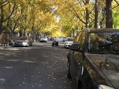 -三里屯东五街银杏大道