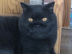 -猫的茶·猫咖