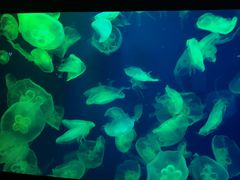 -成都浩海立方海洋公园