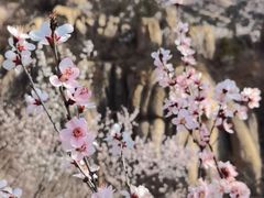 -北京凤凰岭