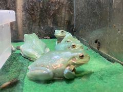 -酷以爬仙阁实体爬宠店·守宫·蜥蜴·专业繁育