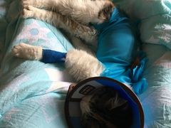 -米苏动物医院·犬猫专科·骨科外科内窥镜