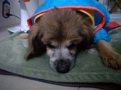 -彩虹桥宠物火化殡葬善终服务(金乐大厦店)