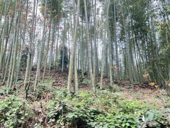 -蜀南竹海景区