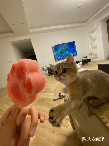 对所有猫咪的周边都喜欢 这只小猫爪实在是太可爱