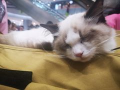 -凯德广场(学府店)