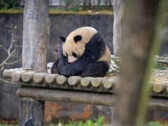 -中国大熊猫保护研究中心雅安碧峰峡基地