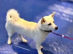 -上海跨国采购会展中心