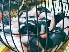 -黄记四更烤乳猪店