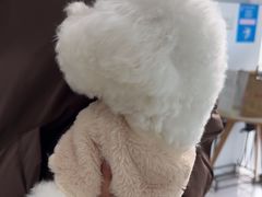 -佳雯宠物医院·皮肤科·内外科(春晓路分院)