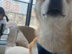 -怪兽屋·羊驼·猫咖·狗咖(俊华广场店)