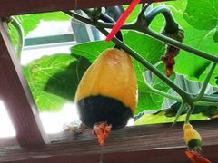 -东南花都花博园