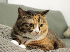 -中农国际动物医院24小时·猫科·骨科·急重症中心