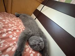 -中农大我爱我爱动物医院·核磁CT·猫病·24小时夜诊中心(石佛营店)