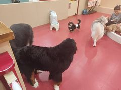 -和它·交个朋友·狗咖猫咖(爱琴海店)