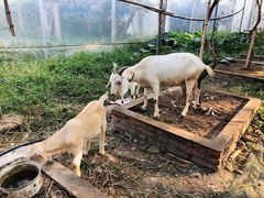 -马陆小张葡萄园农家乐