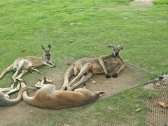 -西霞口神雕山野生动物世界