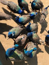 -萌宠亲子动物乐园(槐房万达店)