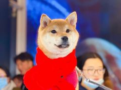 -萌宠之家·腊肠犬·马尔泰·小体犬舍