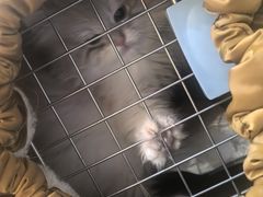 -欣宠猫屋·矮脚拿破仑·蓝金金渐层