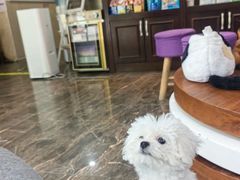 -宠爱国际动物医院·消化内科·心肾内科·ISFM猫友好(望京店)