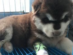 -菲丽丝宠物医院·24小时·猫科中心·免疫点(淮海分院)