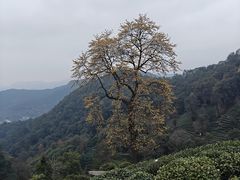 -十里琅珰