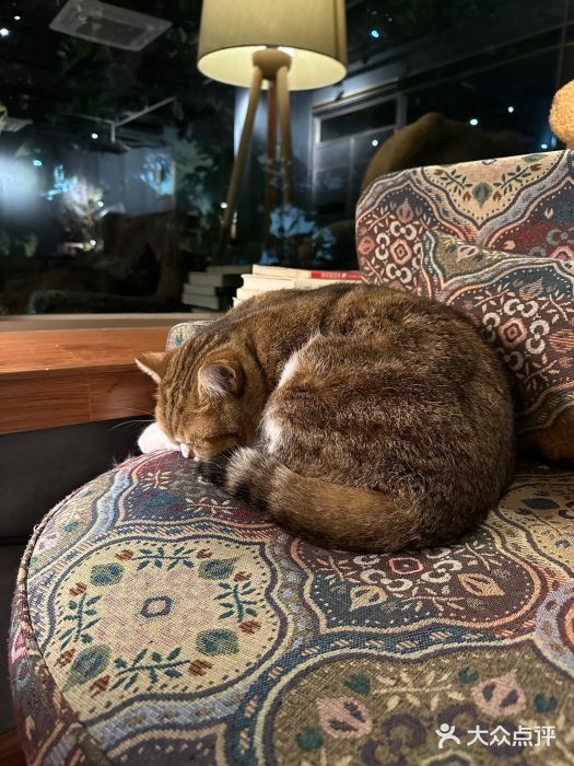 咖法森林·咖啡  酒吧(天河店)图片