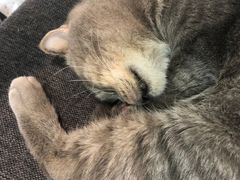 -喵园·猫主题咖啡厅·撸猫·猫咖(国贸店)