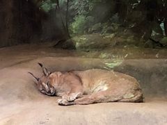 -清迈夜间动物园