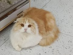 -喵园·猫主题咖啡厅·撸猫·猫咖(国贸店)