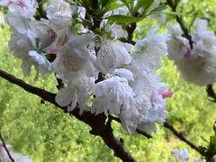 -南汇桃花村