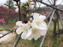 -天适樱花悠乐园