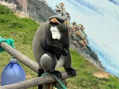 -西霞口神雕山野生动物世界