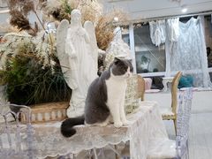 -共舞时光猫咖·狗咖(新街口店)