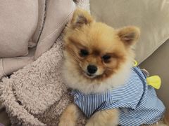 -怪兽屋·羊驼·猫咖·狗咖(俊华广场店)