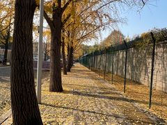 -三里屯东五街银杏大道