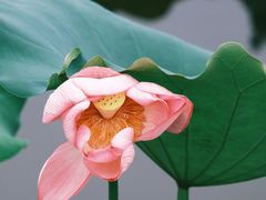 -荷塘月色湿地公园·向阳花洲