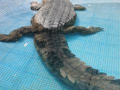 -广州长隆飞鸟乐园