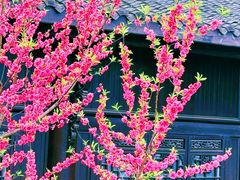 -重庆园博园