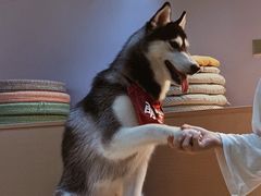-Husky Go! 哈士奇体验馆·宠物咖啡厅狗咖