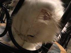 -猫猫幼稚园·撸猫·桌游·电玩