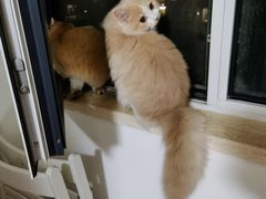 -猫大福·Fortune Cat猫舍(百子湾店)