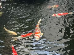 -鲤院·新中式美学·庭院餐厅(夫子庙店)