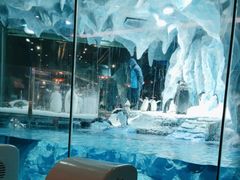 -帝企鹅自助餐厅•儿童岛•真企鹅(长隆企鹅酒店)