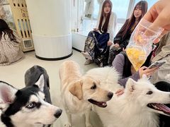 -共舞时光猫咖·狗咖(新街口店)