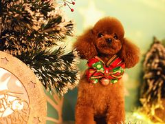 -读宠于你·约克夏比熊·睫角守宫·爬宠售卖(高新店)