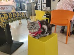 -平行世界·猫咖(首经贸店)